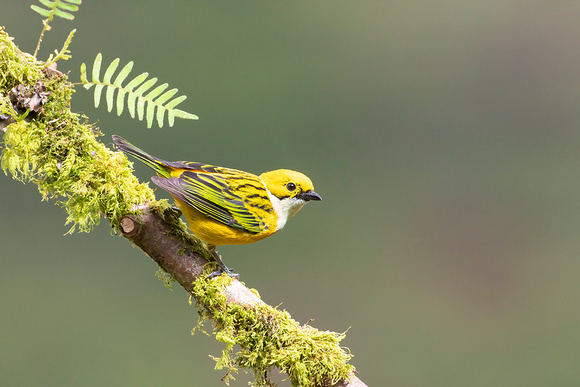 Silver-Throated Tanager