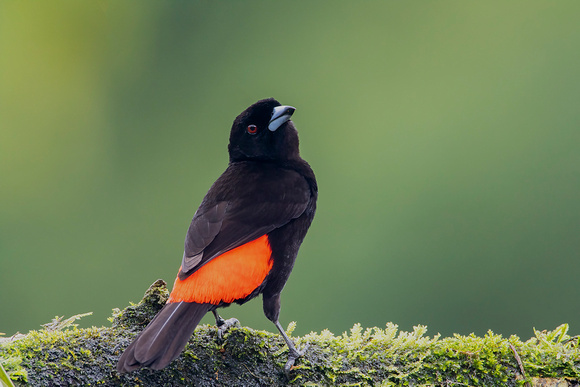 Scarlet-Rumped Tanager