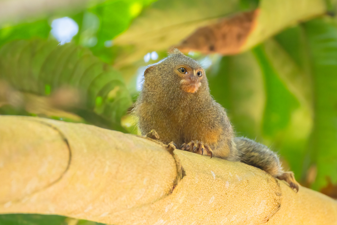Pygmy Marmoset
