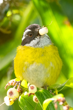 Sooty-Capped Bush Tanager