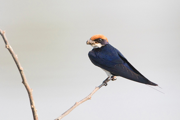 Wire-Tailed Swallow