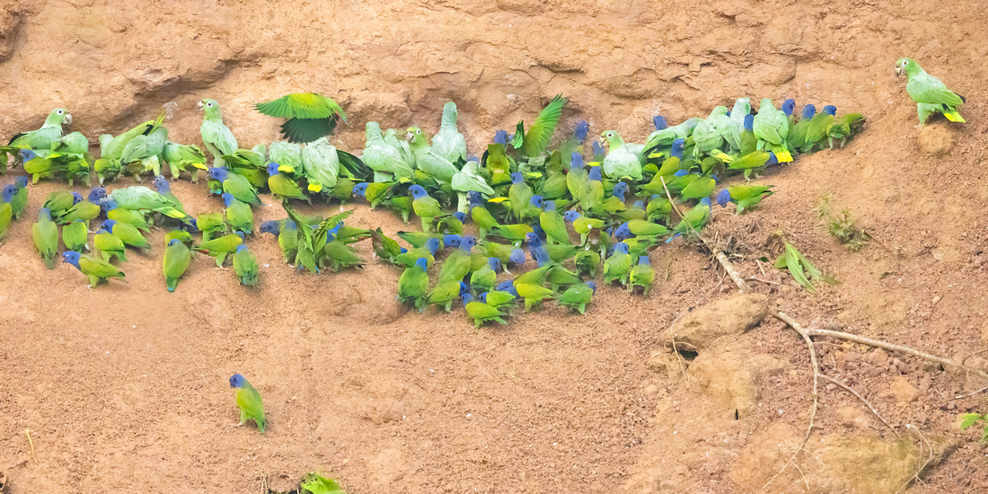 Anangu Clay Lick
