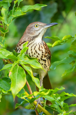 Brown Thrasher