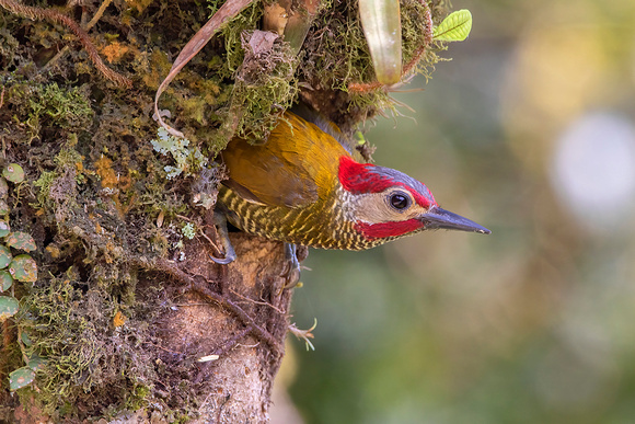 Golden-Olive Woodpecker