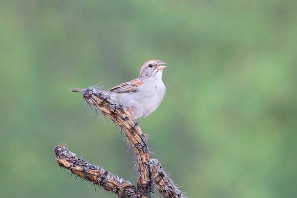 Rufous-Winged Sparrow