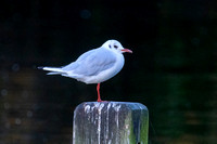 Black-Headed Gull