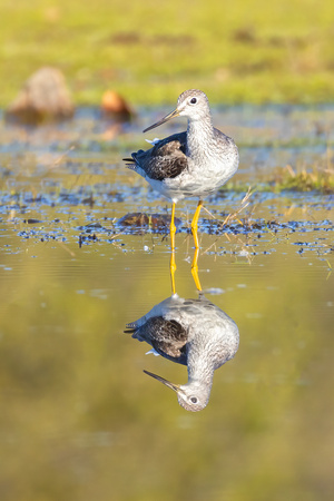 Greater Yellowlegs
