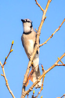 Blue Jay