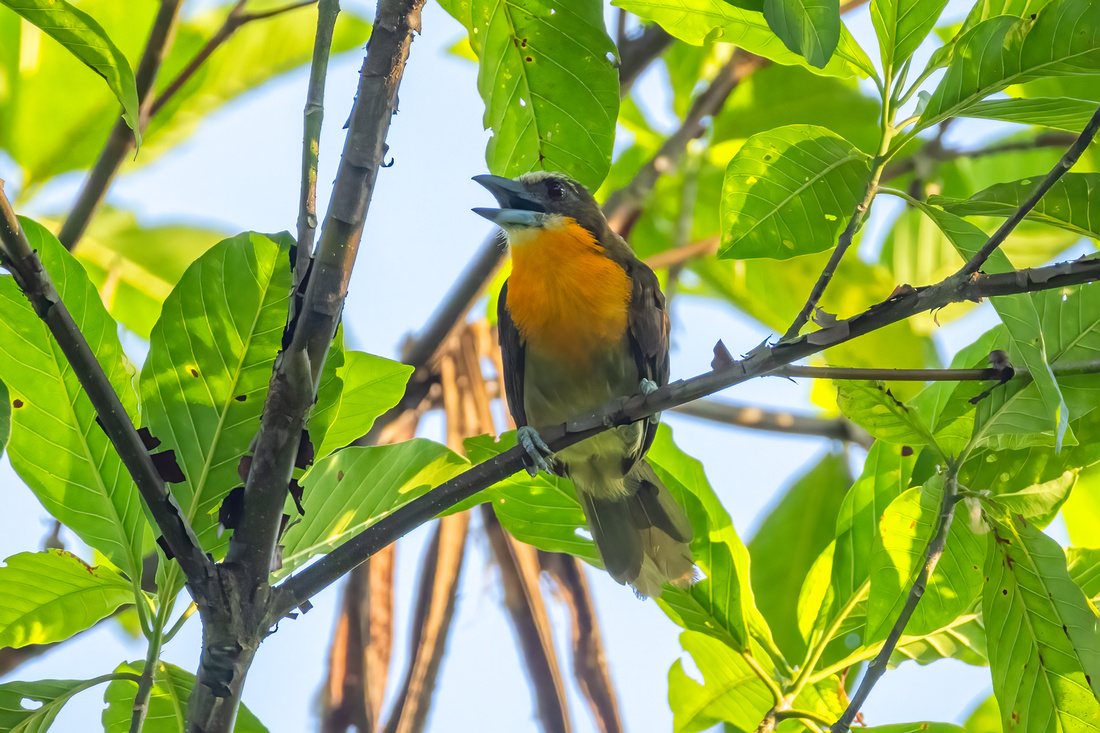 Gilded Barbet