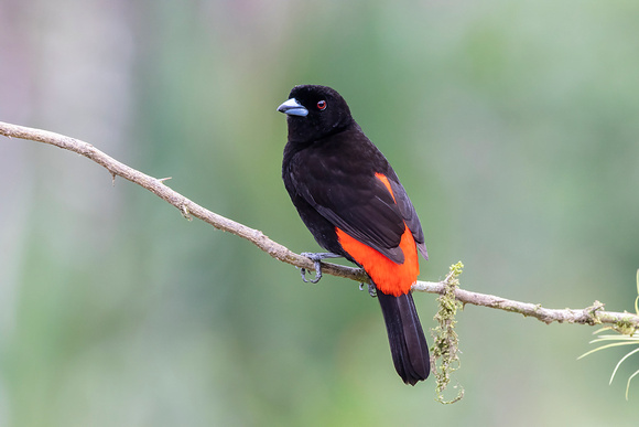 Scarlet-Rumped Tanager