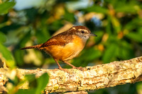 Carolina Wren