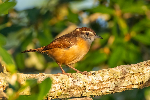 Carolina Wren