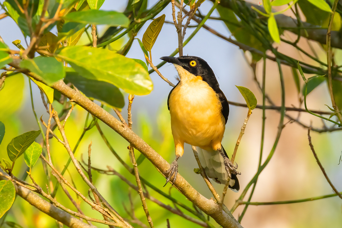 Black-Capped Donacobius