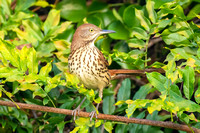 Brown Thrasher