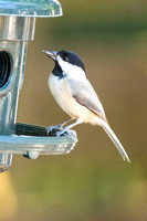 Carolina Chickadee