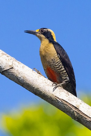 Golden-Naped Woodpecker